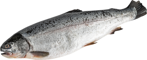 

Форель Радужная ЛЕНТА FRESH непотрошеная с головой (из замороженного сырья), весовая