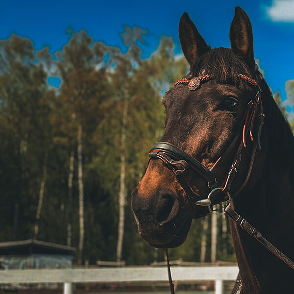 Прогулка верхом для одного