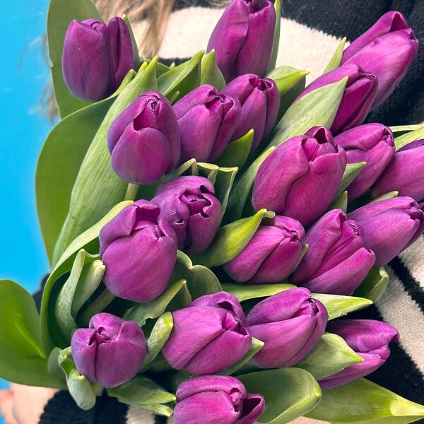 Тюльпан фиолетовый