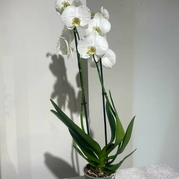 Комнатное растение Орхидея в горшке