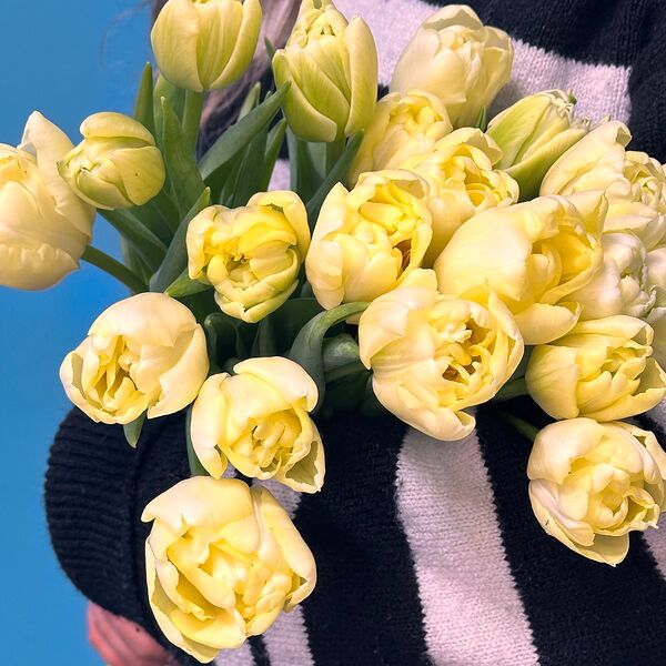 Тюльпан цвета хаки