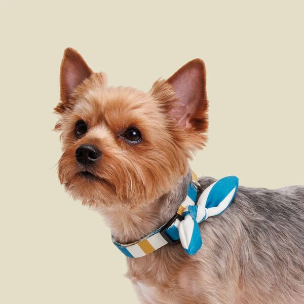 Ошейник с бантиком песочно-синий в полоску S 1,6*30-45см