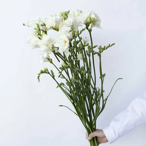 Ароматная фрезия 19 шт