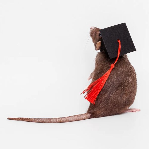 Колпак академический для грызунов S