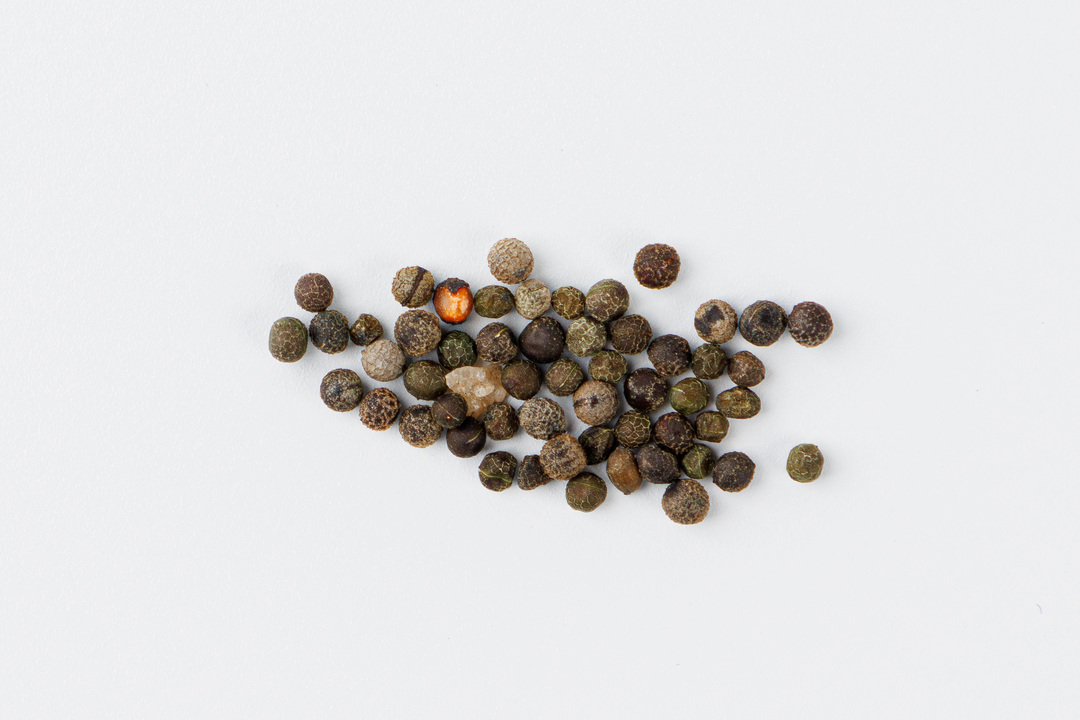 

Семена Эшшольция Феерия Оранжевая 1г