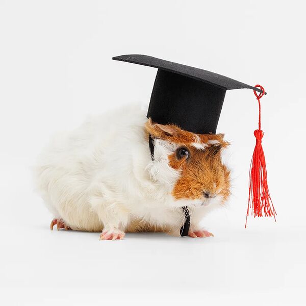 Колпак академический для грызунов L