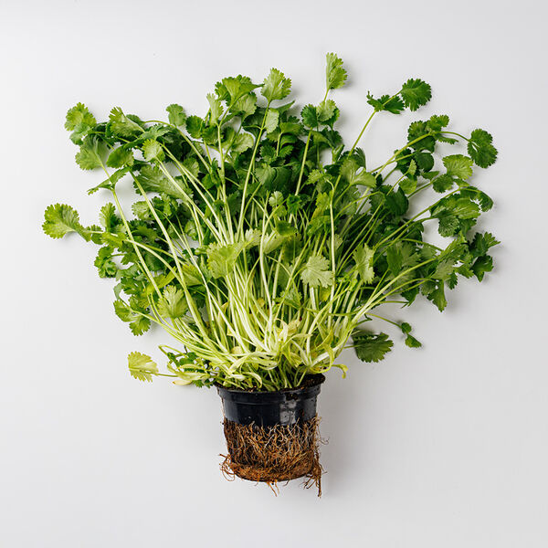 Кинза в горшочке