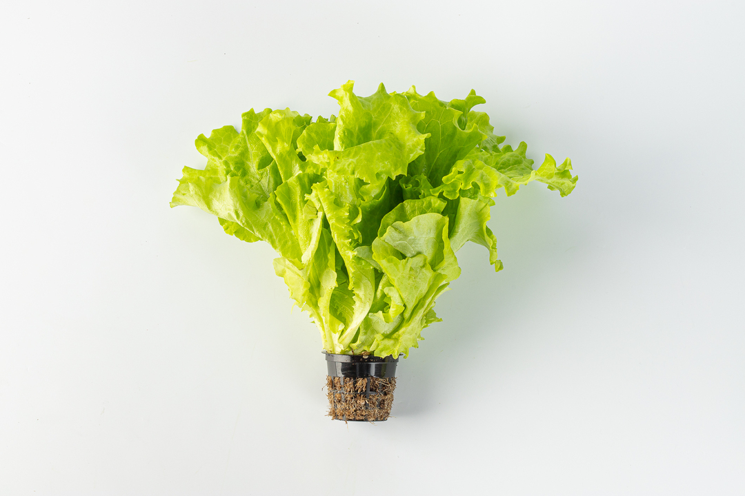 

Салат Листовой в горшочке, шт (Фруткорт)