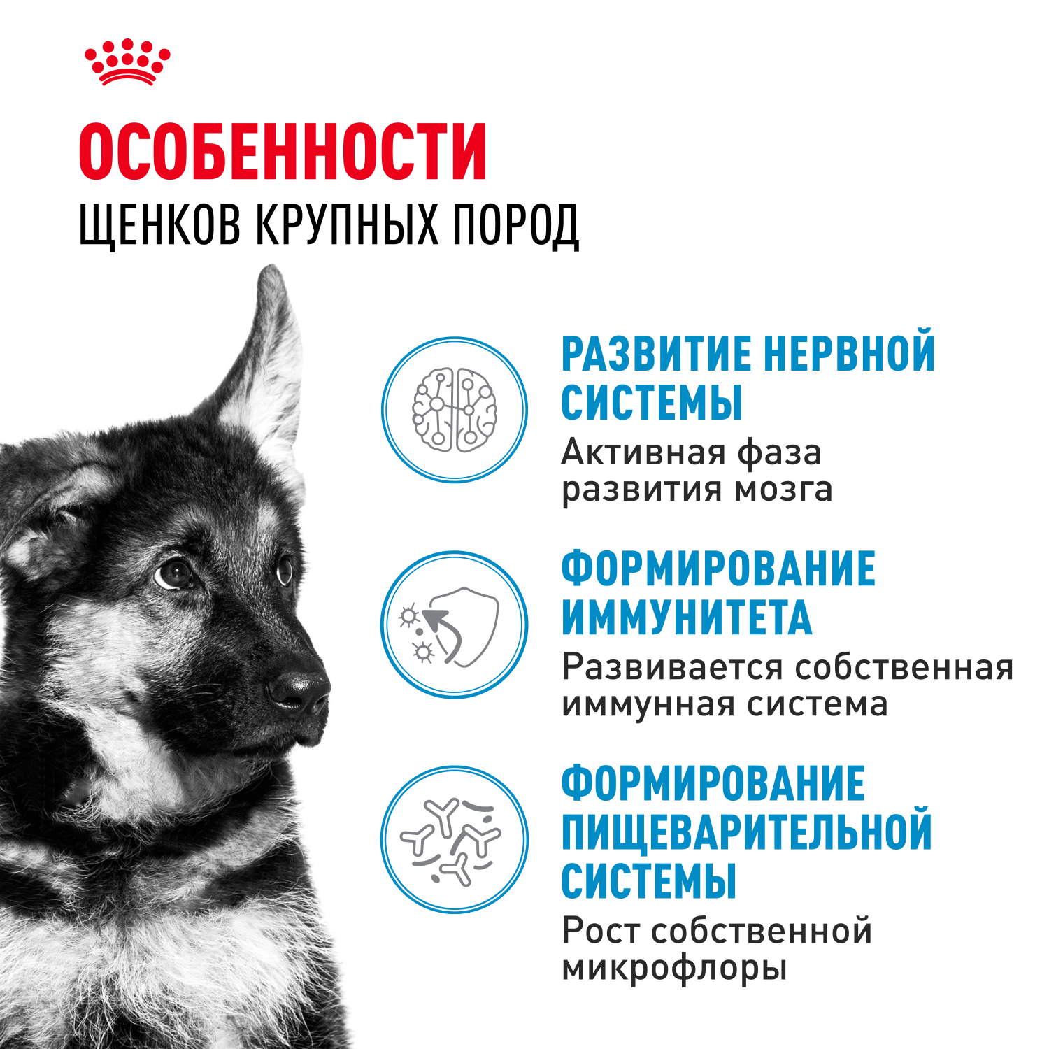 

Корм сухой для щенков крупных пород в возрасте до 15 месяцев Royal Canin Maxi Puppy 3 кг