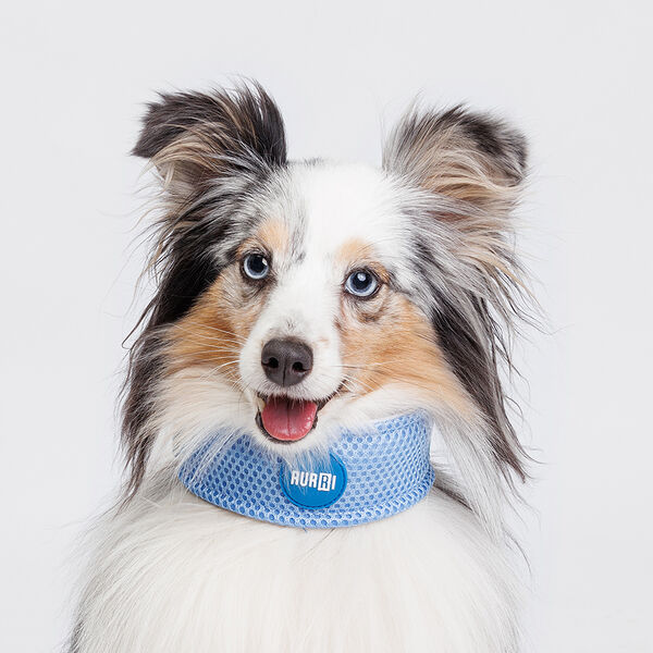 Ошейник охлаждающий для собак и кошек, S, голубой