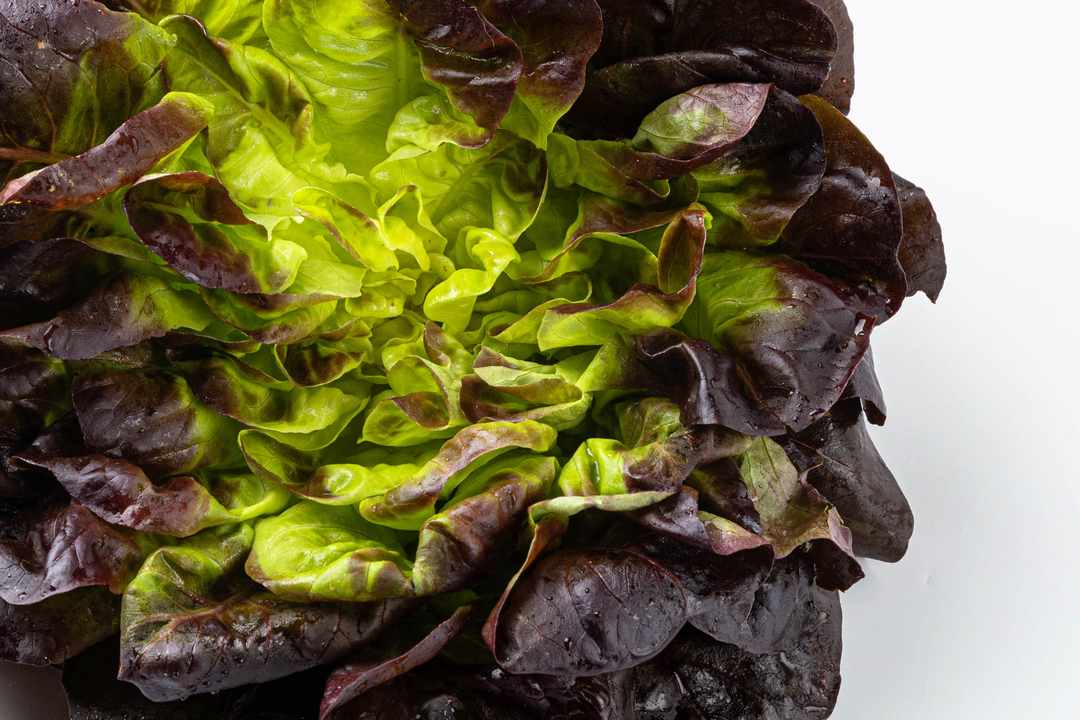 

Салат Маслянистый красный, 200 г (Фруткорт)