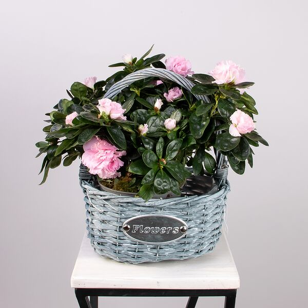 Азалия Розовая в серой корзине (D-20, H-20)