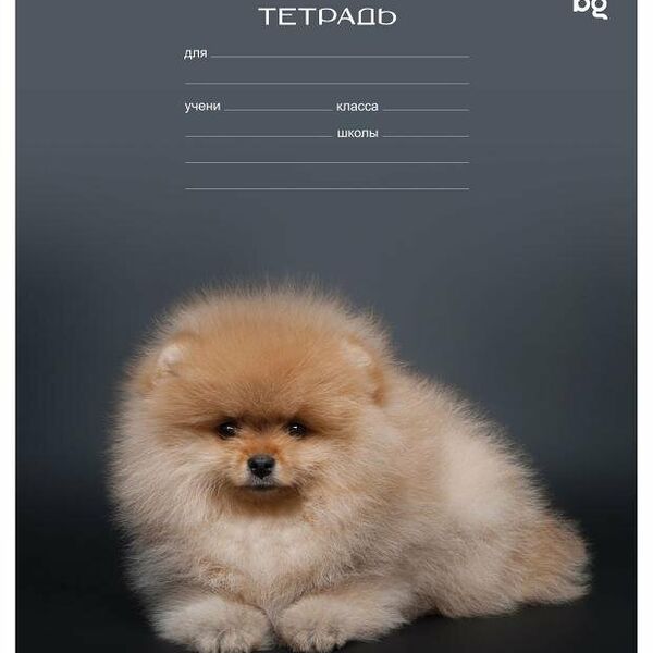 Тетрадь BG линия А5, 12 л в ассортименте