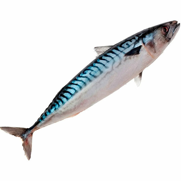 Скумбрия свежемороженая, непотрошеная, Икорный