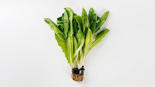 Салат Ромэн в горшочке