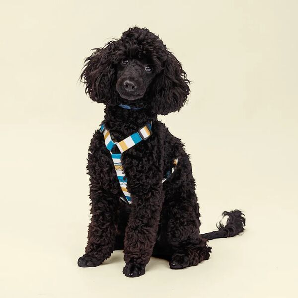 Шлейка песочно-синяя в полоску M 1,9*35-50см