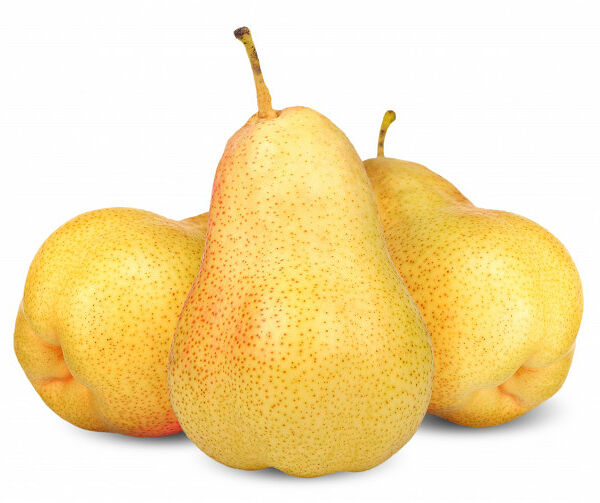 Груша Форел