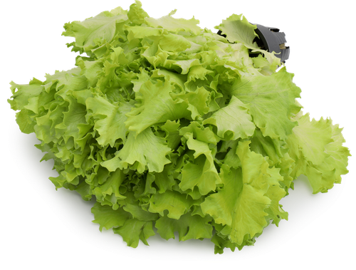 

Салат в горшочке Саланова кудрявый 170 г