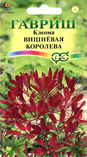 

Семена ГАВРИШ Клеома Вишневая королева, Арт. 10001672, 0.3г