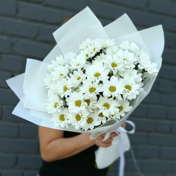 Хризантема белые ромашки