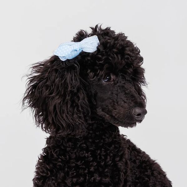 Заколка Rurri ушки Зайки голубая в горох