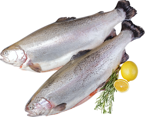 

Форель Радужная Лента FRESH потрошеная с головой весовая