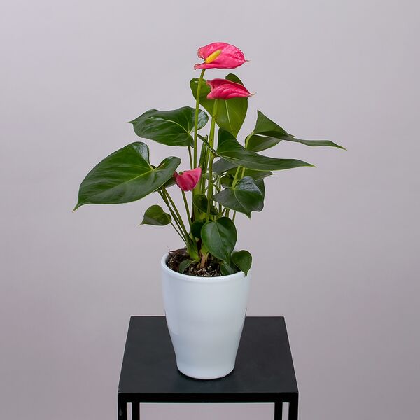 Антуриум андрианум Ариса розовый в белой керамике (D-9, H-30)