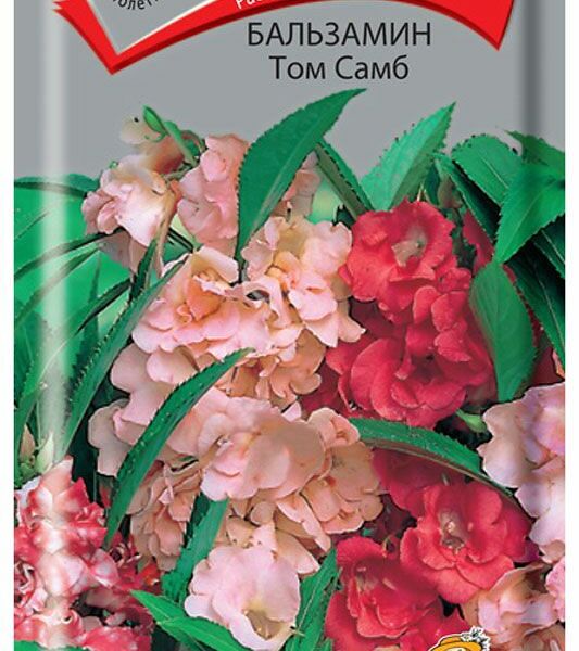 Семена Поиск Бальзамин Том Самб 