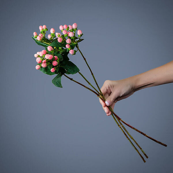 Гиперикум розовый 3ст