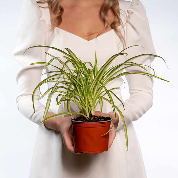 Хлорофитум D-12