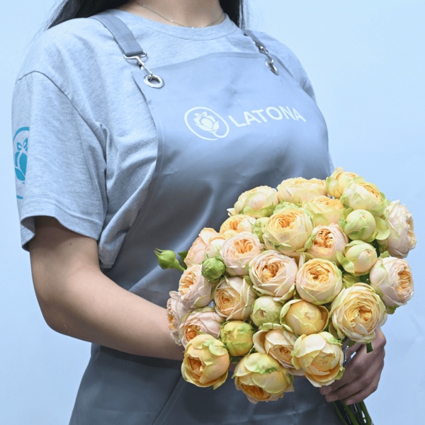 Пионовидные розы Sweet Catalina