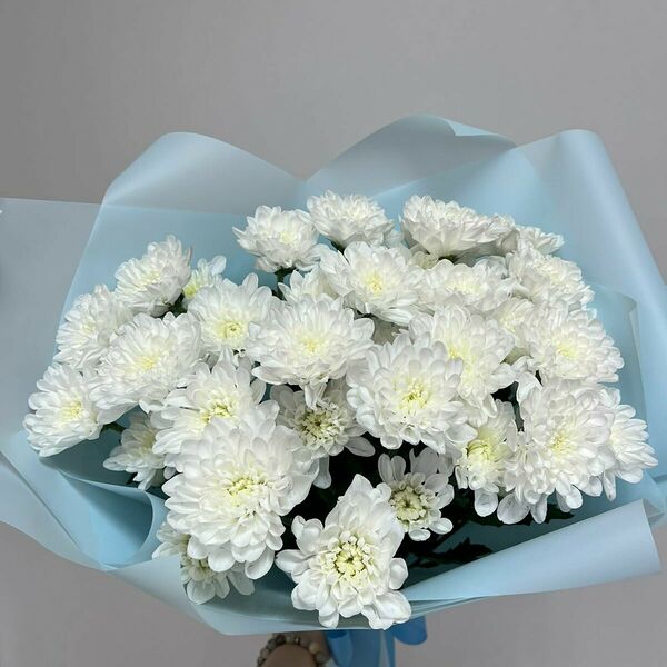 Хризантема белая