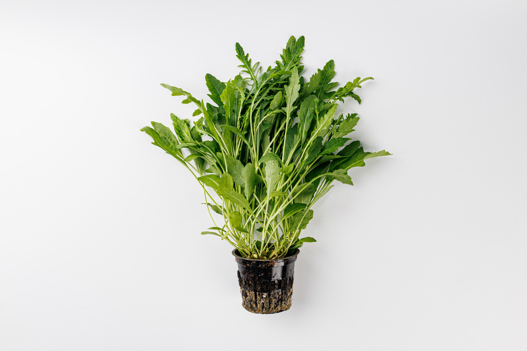 

Рукола в горшочке