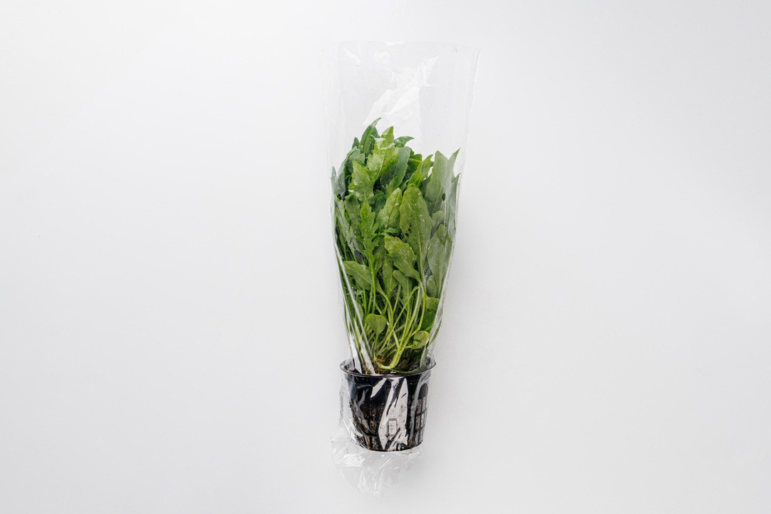 

Рукола в горшочке