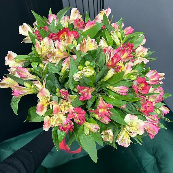 Микс из 25 альстромерий