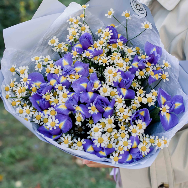 Букет из 15 ирисов и 10 матрикарий в голубой пленке
