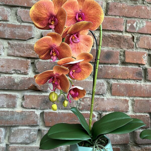 Искусственная орхидея Шоко