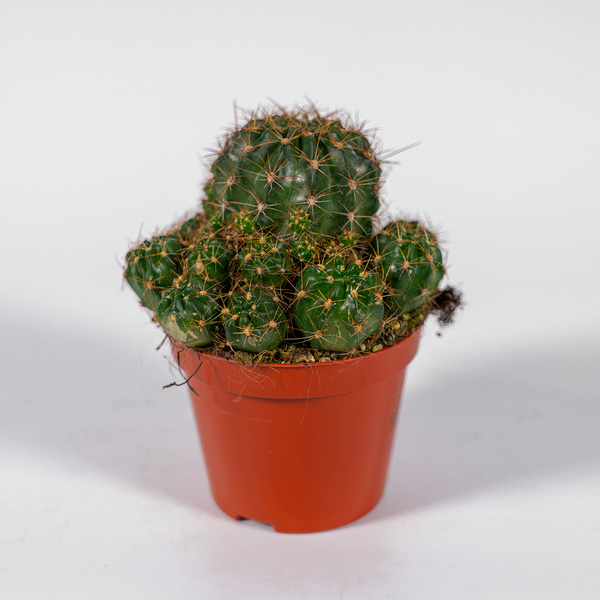 Кактус микс D-8