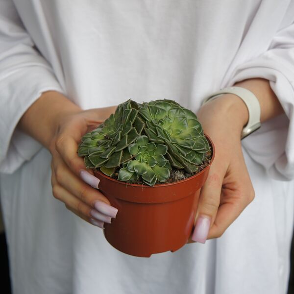 Суккулент №6