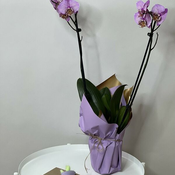 Фаленопсис