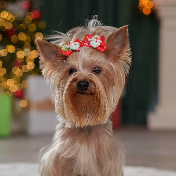 Галстук-бант Petmax новогодний Дедушка Мороз