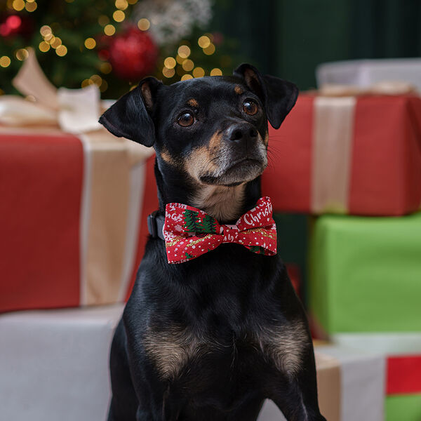 Галстук-бант Petmax новогодний снежинки 11 х 5 см