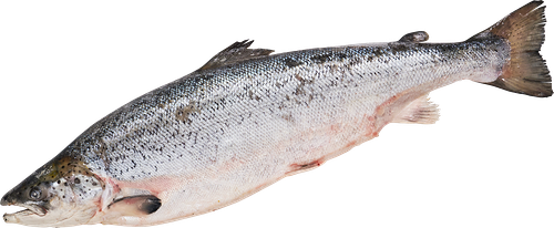 Лосось замороженный 3–5 кг весовой