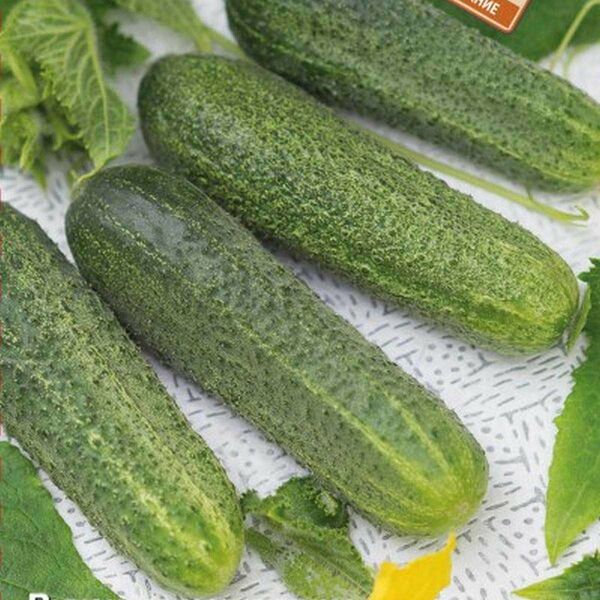 Семена Огурец Поиск Дамский угодник