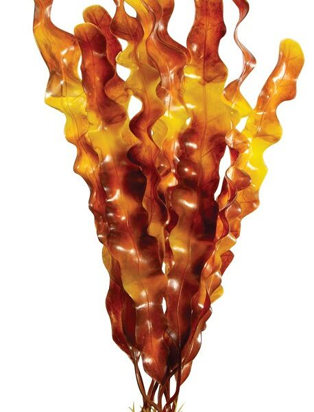 Laguna растение 