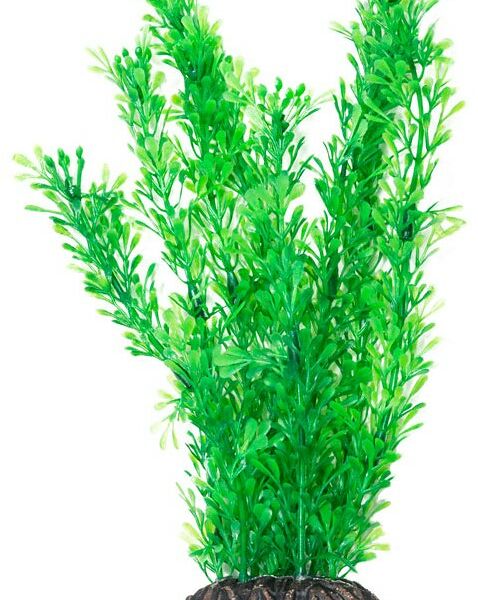 Laguna растение 