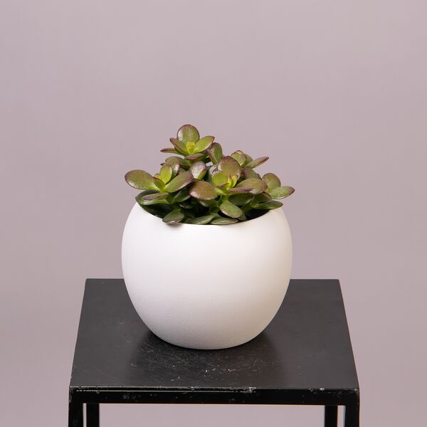 Крассула Овата Минор (D-9, Н-15)