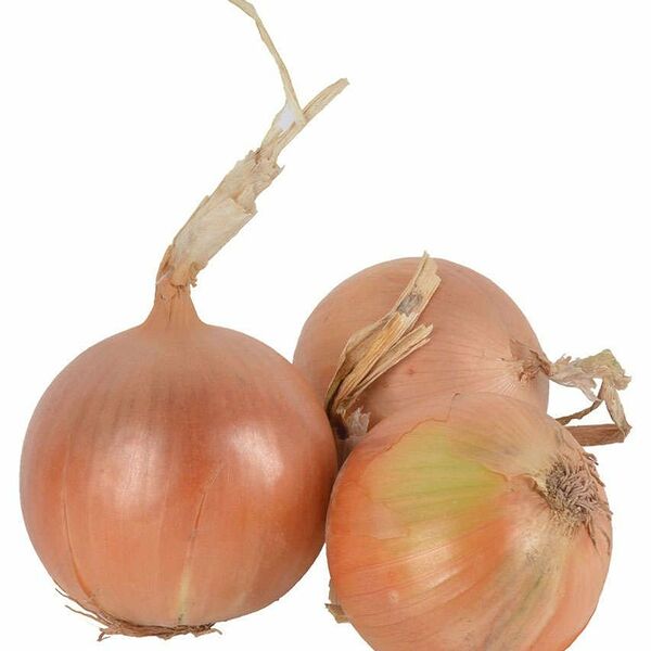 Лук репчатый 