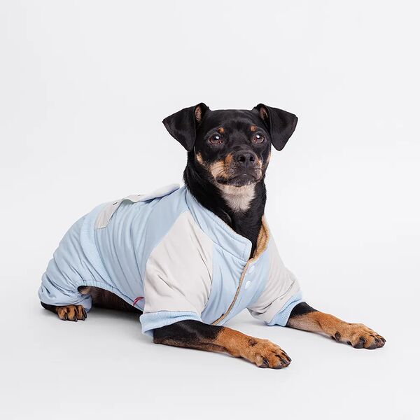 Комбинезон Petmax для собак Ушки, 2XL, голубой