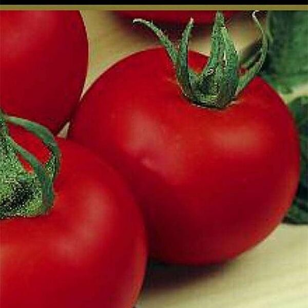 Семена томат Ляна ТМ Поиск